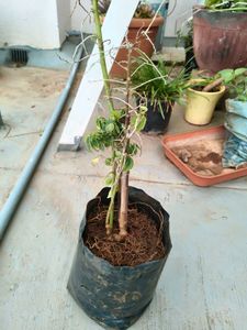 Chekurmanis Live Plant
