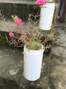 Vibrant Pink Purslane Plant
