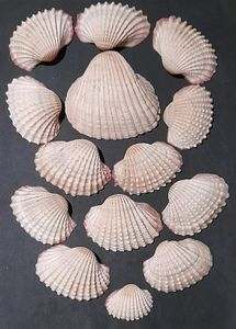 14 Sea Shells