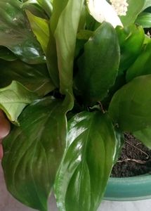 Peace lily