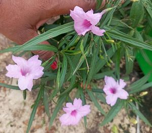 Freshly Harvested White Adenium Seeds