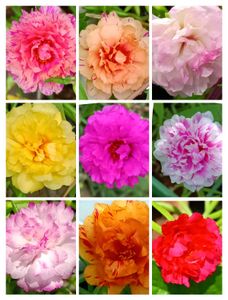 Portulaca , Moss Rose &amp; Cindrella Cuttings