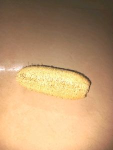 Natural Loofah Exfoliator(pack of 5 )
