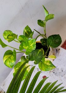Pack 2 Evergreen Money &amp; Arrowhead Plant 🪴