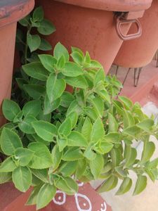 vamma plant