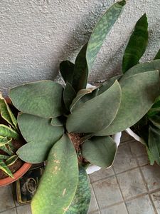 Whale  Snake Plant