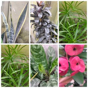 Assorted Live Plants for Home Decor