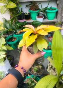 combo of 4 plants
