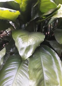 Peace Lily Plant