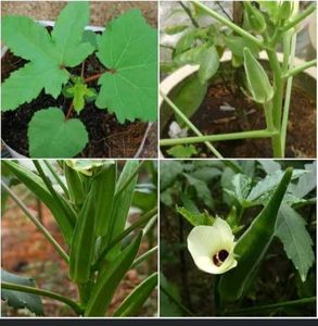 Plant Seeds
