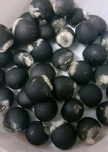 Soap Nut Seeds