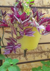 3 Plant Cutting Combo