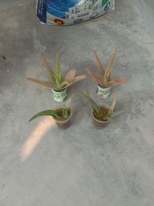 1 Aloe Vera Live Baby Plant