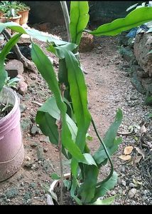 Brahma Kamal Cutting