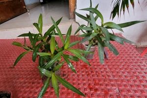 Set 2 Mosen Plants