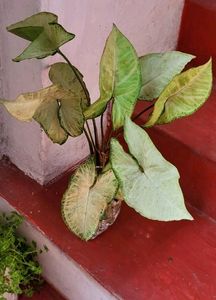 Ever Green 💚 Arrowhead Plant 🌵
