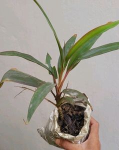 Set 3 Never...&amp;Dracaena Ruby Healthy Plant
