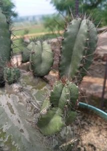 Cactus Plant And White Moss Rose Plan