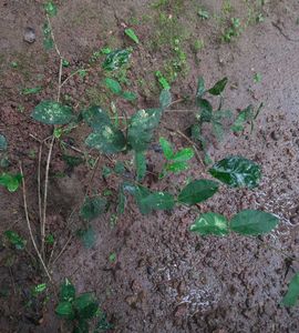 Jasmine Plant (2 saplings of climbing type)