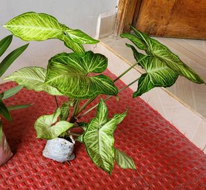 Pack 2 Evergreen Money &amp; Arrowhead Plant 🪴