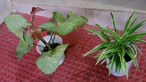 set 2 arrowhead vine &amp;  Spider plants 🪴