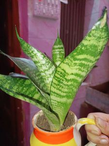 Real Snake Plant