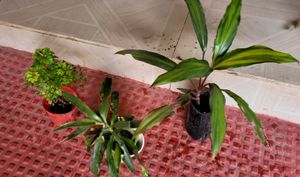 3 Set Callisia &Dracaena Mahatma &Ming Aralia Plan