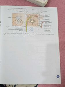 human Anatomy Workbook Volumes 5 &amp; 6