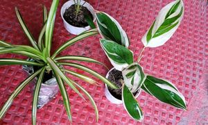Set 3 Never...&amp;Dracaena Ruby Healthy Plant