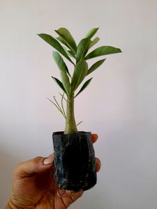 Healthy Adenium 🪴