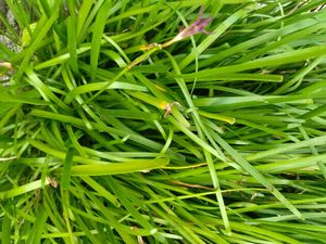 Lily For Home Gardening