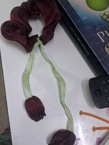Scrunchie