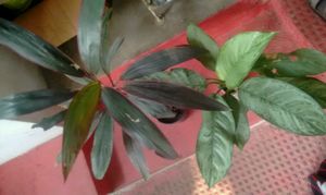 Agmeleies & Dracaena Red Ruby Plant