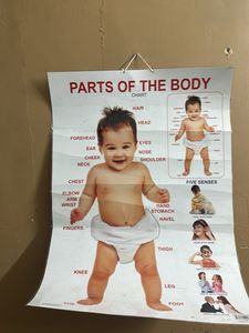Parts of the Body Chart for Kids