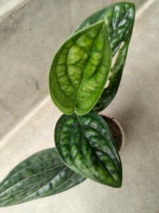 beautiful  plants for home