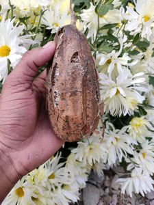 Loofah Natural Body Scureb