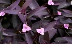 Purple Heart Plant