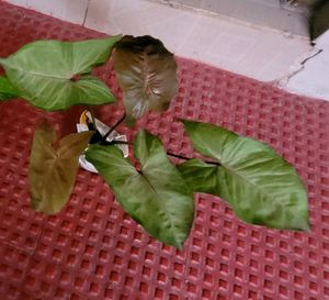 set 2 arrowhead vine &amp;  Spider plants 🪴