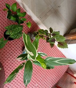 4 Set Plants🪴