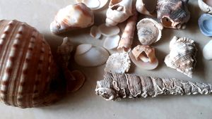 Assorted Seashell Collection