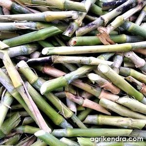 grass plant