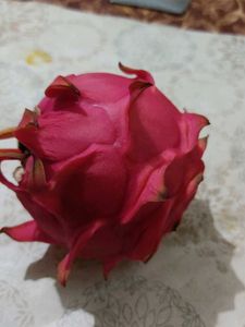 Dragon Fruit Plant with roots