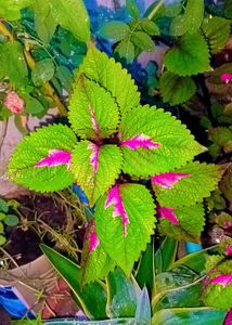 Different Varieties Coleus Live Plants