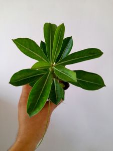 Healthy Adenium 🪴
