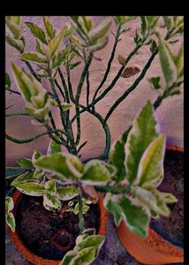 combo of 8 plants
