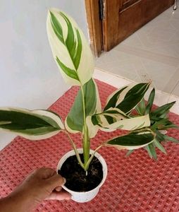 Pack 2 Moses in the Cradle &amp; Never ..Plant