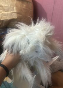 Old English sheepdog poodle plush