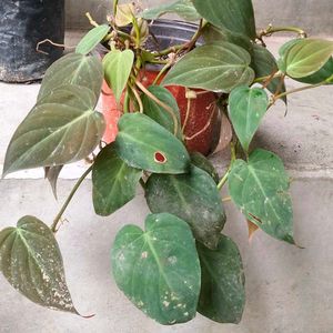 Assorted Plants