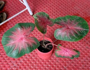 Caladium Alocasia Plant🌵&amp; Pot