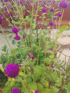 Purple Globe Amaranth Flower seeds